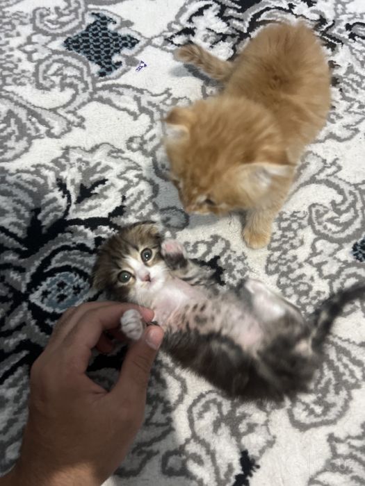 Скотиш фолд Хайланд фолд