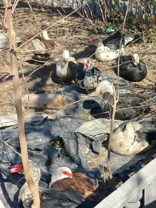 Продаются шипуны (индоутки)