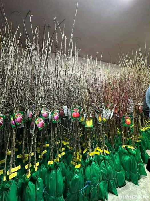 Vând Pomii Fructiferi Altoiți Clasici si Columnari anul 3 de vegetație