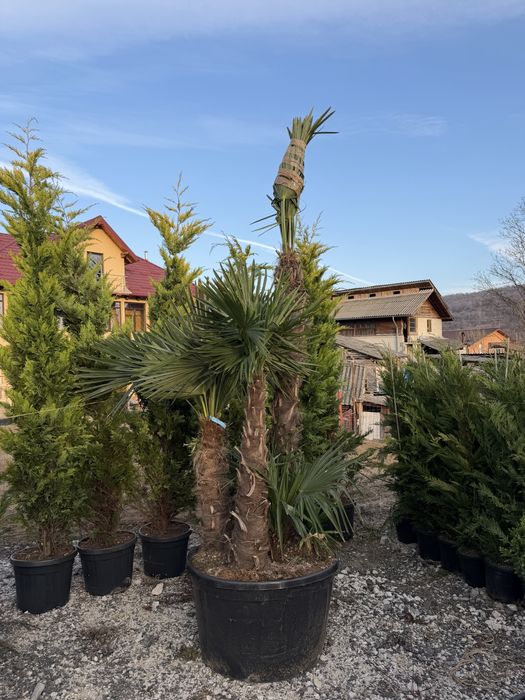 Vand plante ornamentale diferite specii de calitate extra