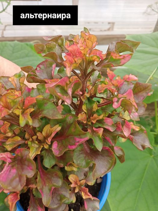 цветы комнатные  ценаот 1500