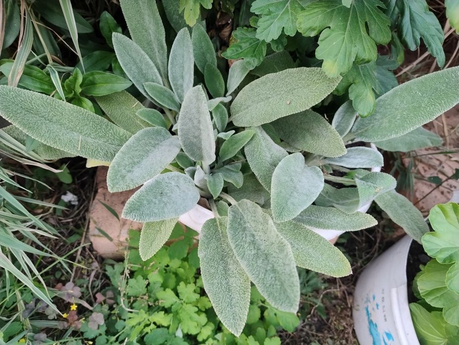 Комнатные цветы продам