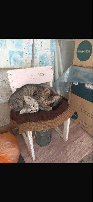 Отдам в добрые руки