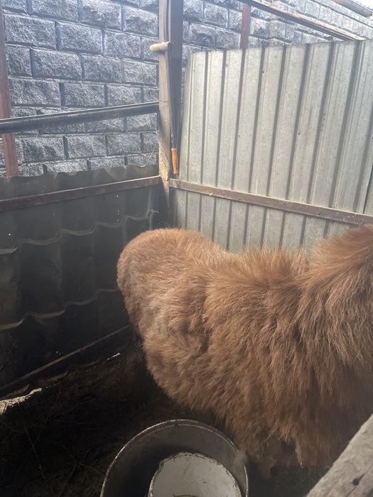 Қошқар порда Арашан