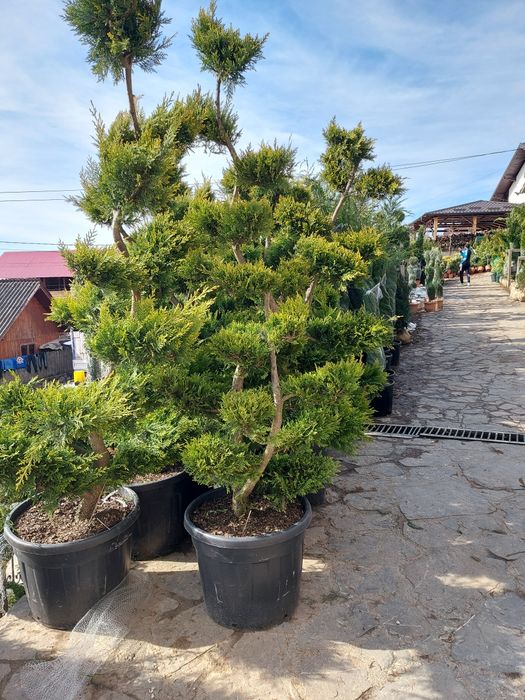 Vindem tuia la ghiveci și plante ornamentale