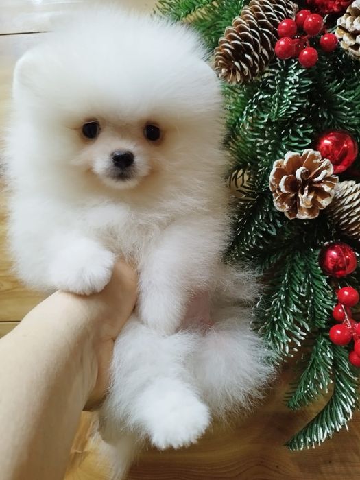 Померанский шпиц мальчик