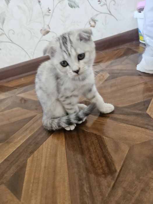 Mushukcha sotiladi, 2 oylik qiz bola skottish fold