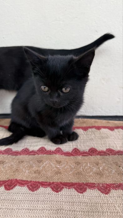 Котята черные в добрые руки