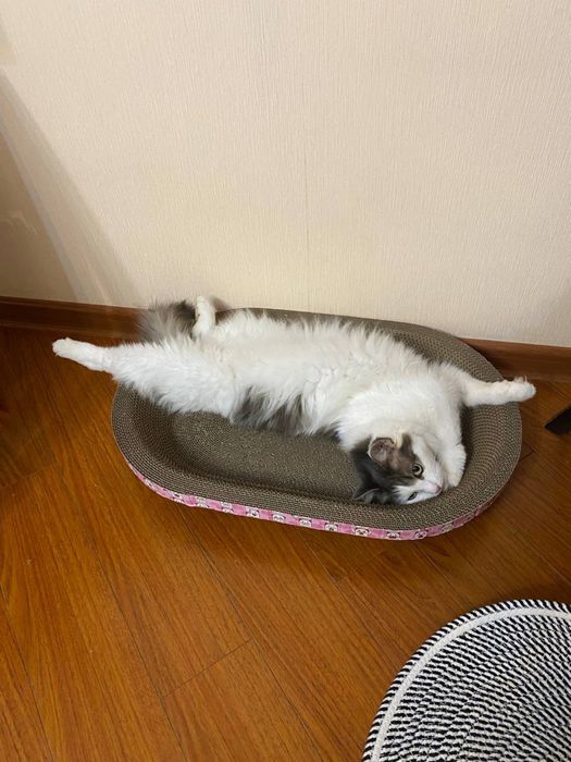 Отдам кошку в добрые руки