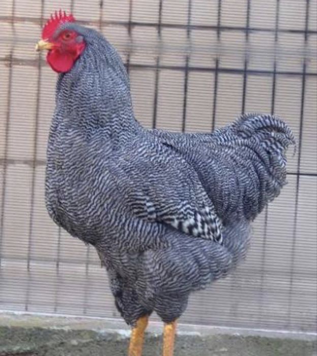 Vand cocos playmounth