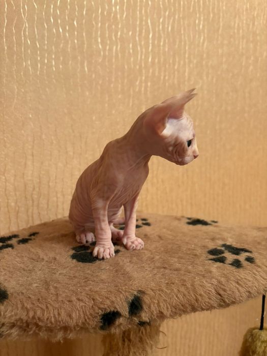 Сфинкс котята продаются.