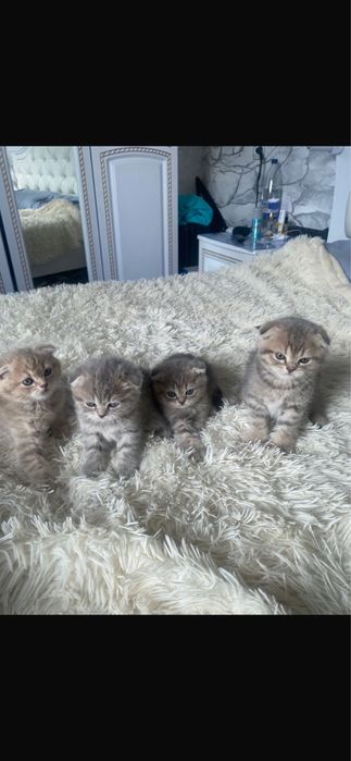 Продаем шотландские  британские вислоухие котята