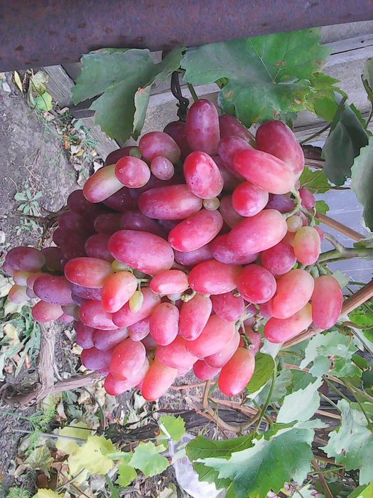 Виноград саженцы.