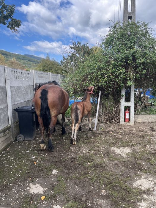 De vanzare iapa cu manz 7 ani respectiv 4 luni