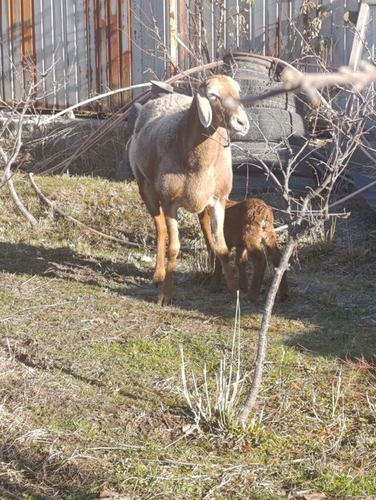 Арашан матка с ягненкам