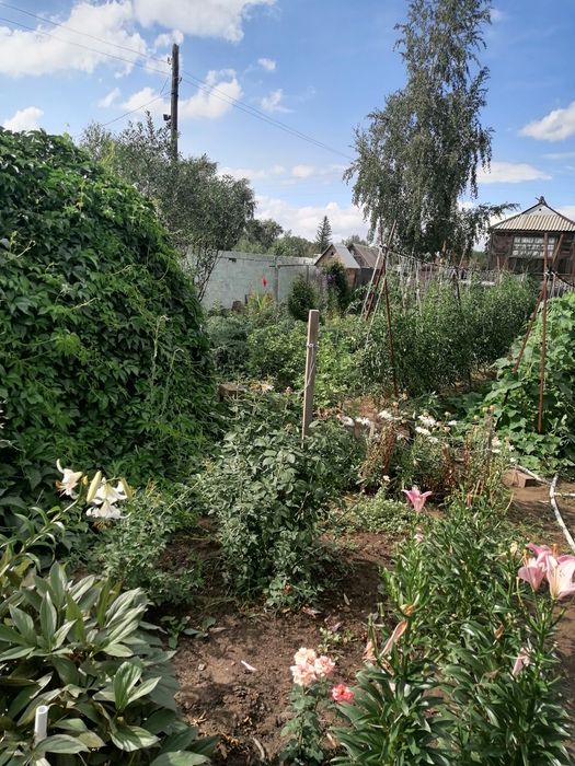 Продам дачу, ПКС "Ромашка" с урожаем