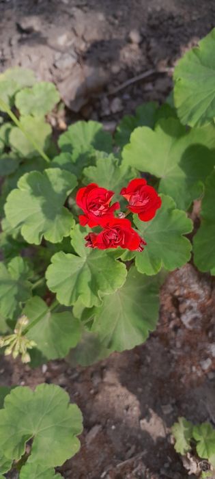 Герани, хлорофирум