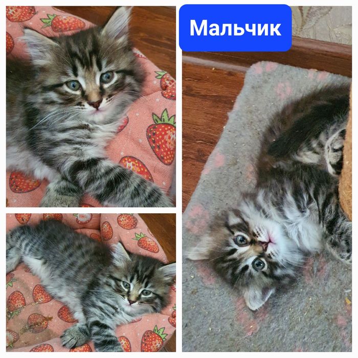 Котята шотландской вислоухой