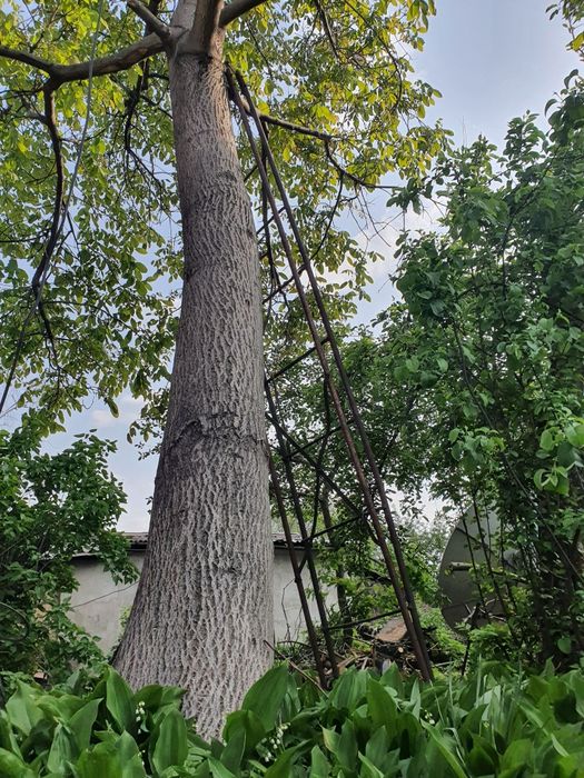 Продам дерево Орех