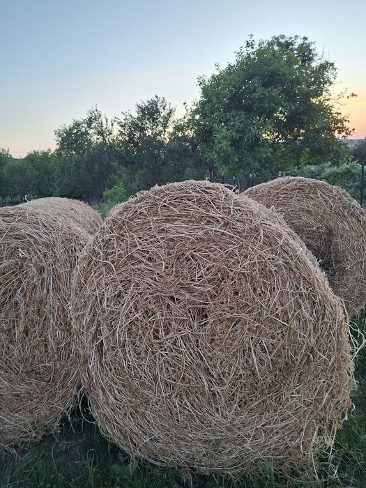 Vand baloți             .