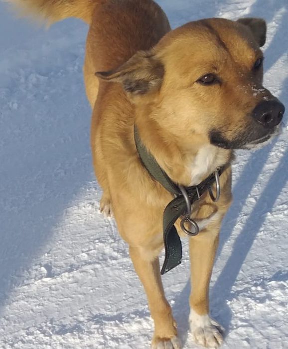 Ищет дом кобель.