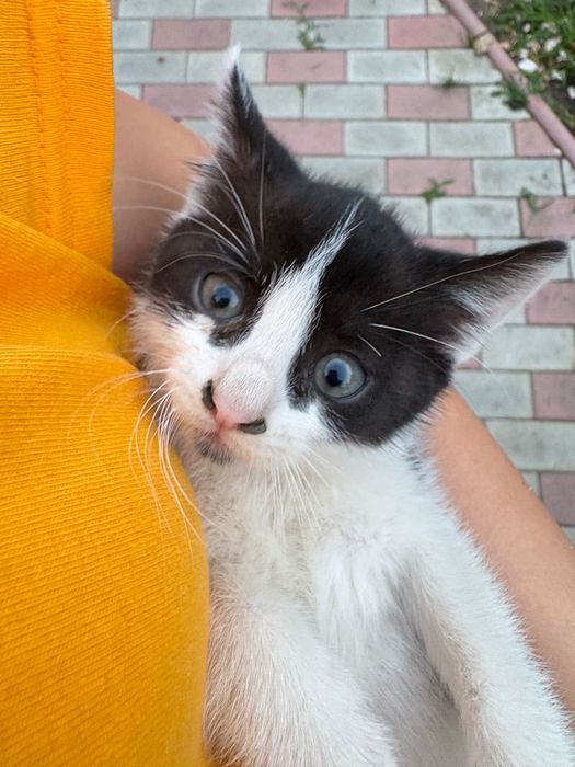 Pui de pisica spre adoptie