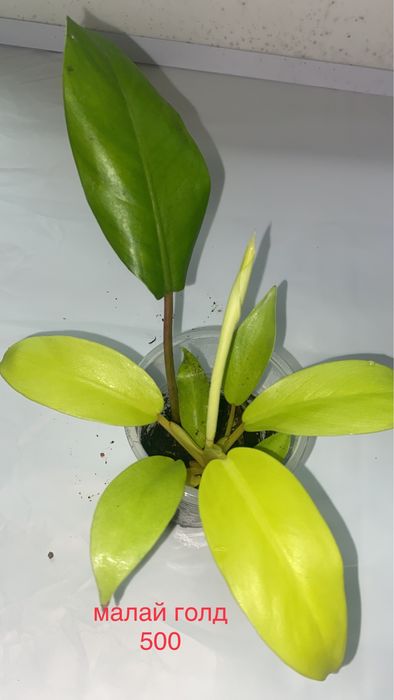 сингониумы