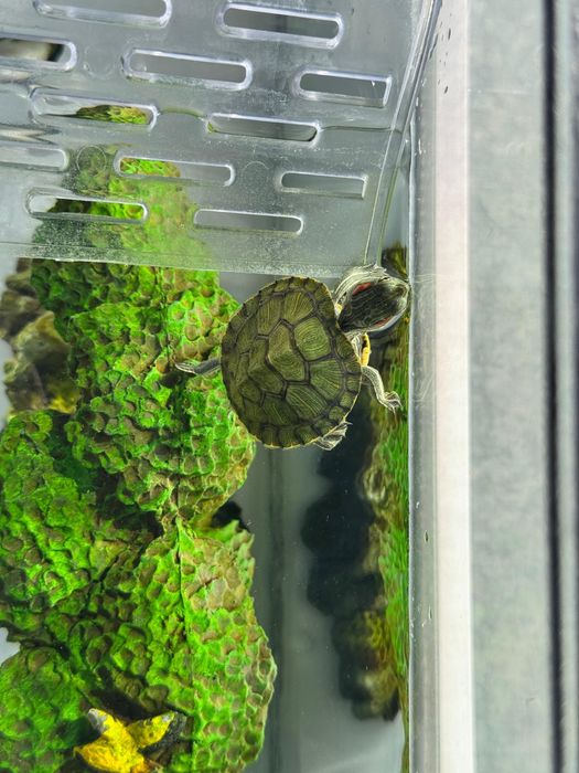 2 черепахи с аквариумом