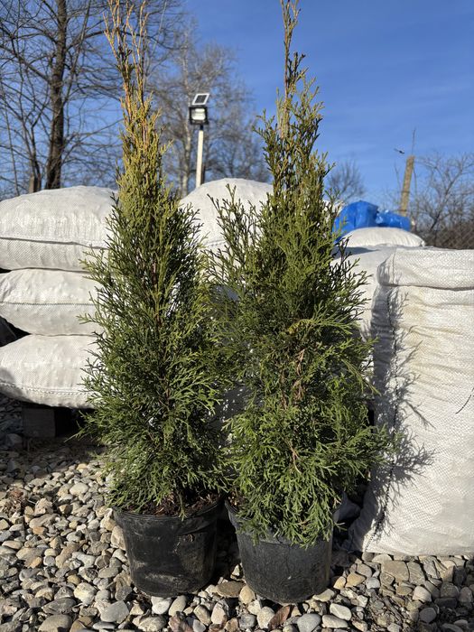 Tuia Smaragd la ghiveci