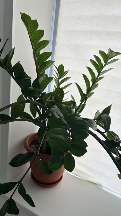 Продам ЗАМИОКУЛЬКАС — долларовое дерево