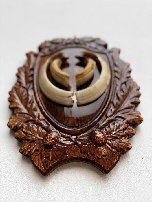 Panoplie Vânătoare cu colți de mistreț