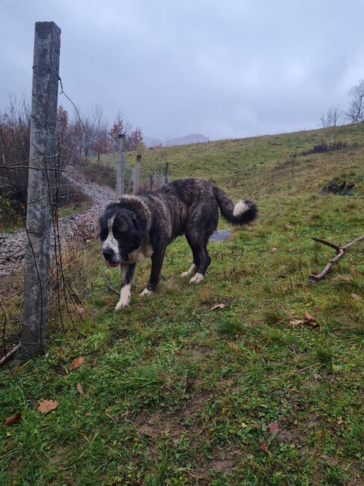 Vand mascul Asia centrala sau schimb pe oi