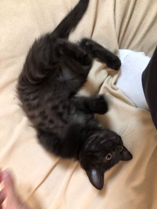 Отдам котёнка бесплатно