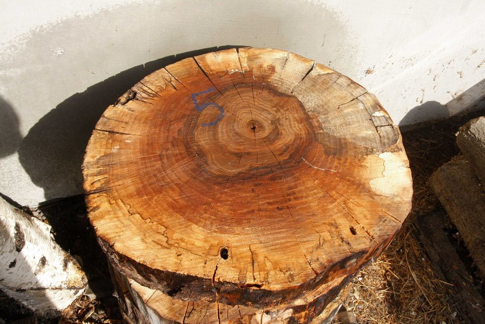 ОРЕХ шайби 50 см сухи плот масичка рустик шайба СОФИЯ