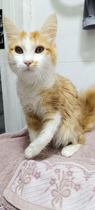 Котёнок девочка 4 месяца