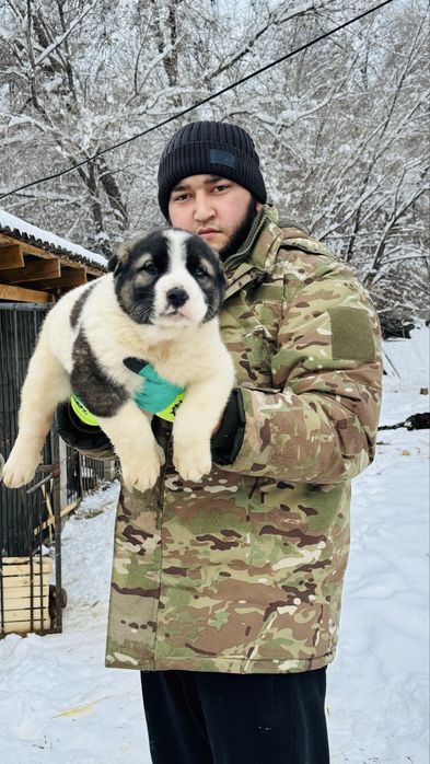 Продам Алабая щенка срочно!