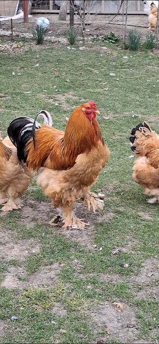 Ouă incubat brahma Columbia