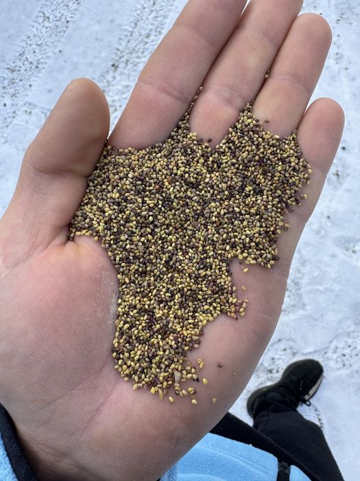 Seminte de lucerna si trifoi