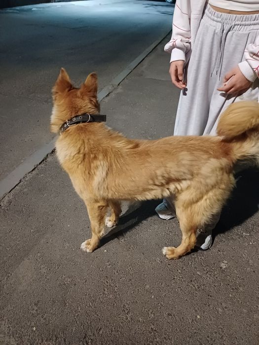 Ищем новых хозяев