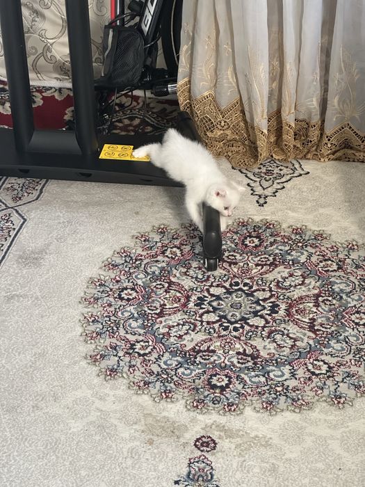 Mushu sotiladi oppo 2 ta bor ikkloviyam qiz bola