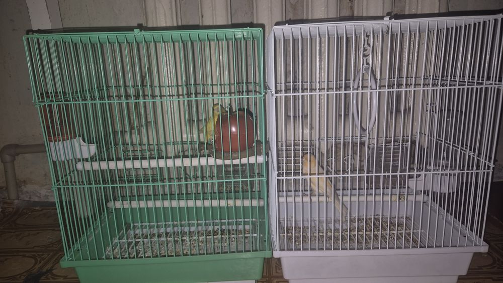 Продаются канарейки самцы