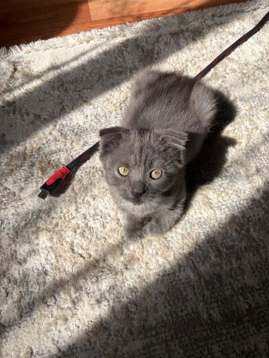 Отдам котят в добрые руки