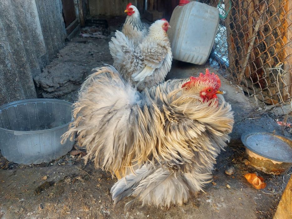 Промысловые фазаны