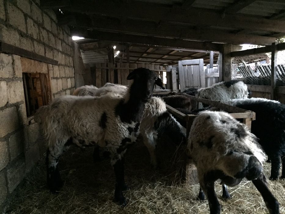 Овцы курдючные, продам