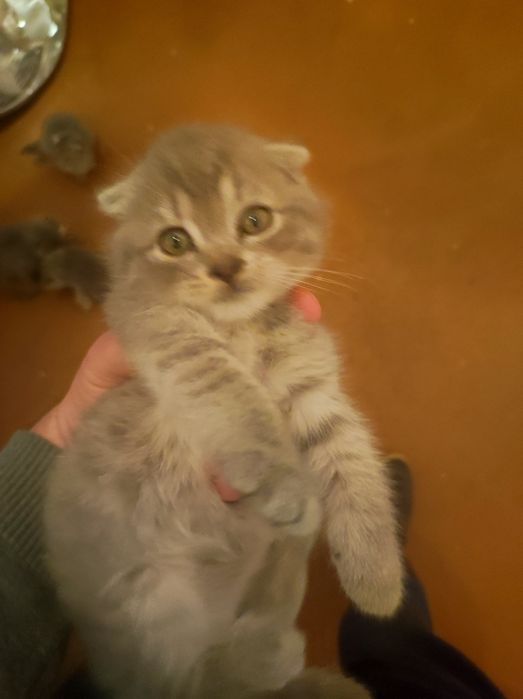 Котята шотландский вислоухие чистая порода три девочки два мальчика