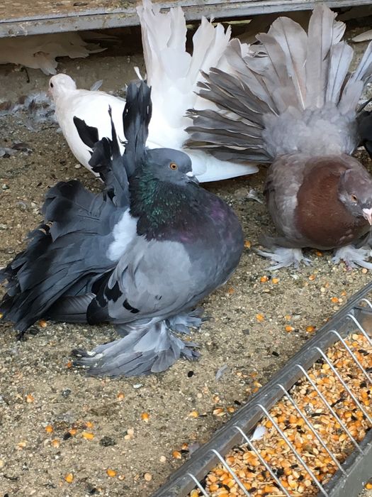 Voltati indieni diferite culori