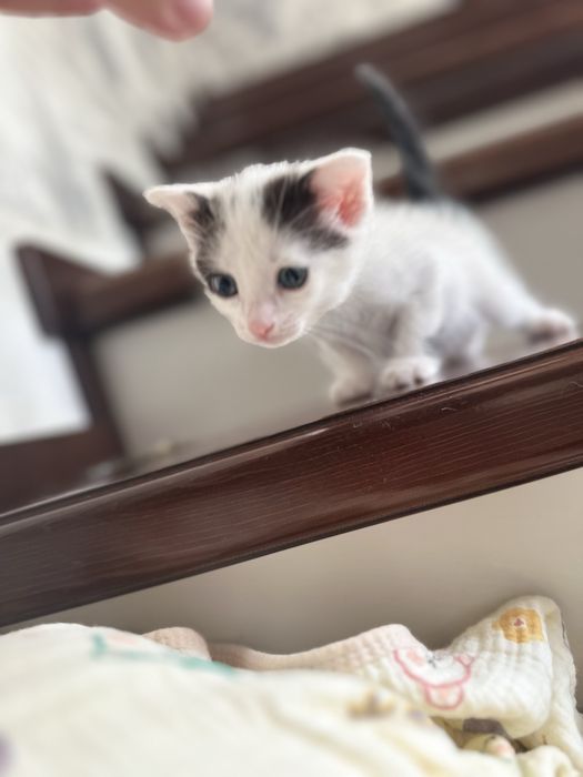 В добрые руки котятки