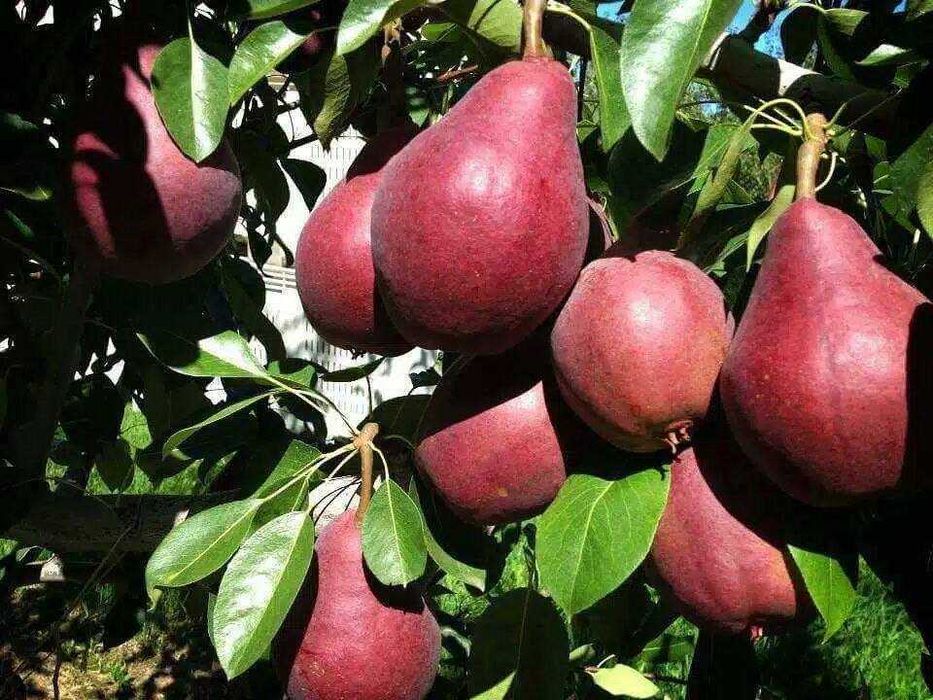 Шредер агро ишончли кучатлар