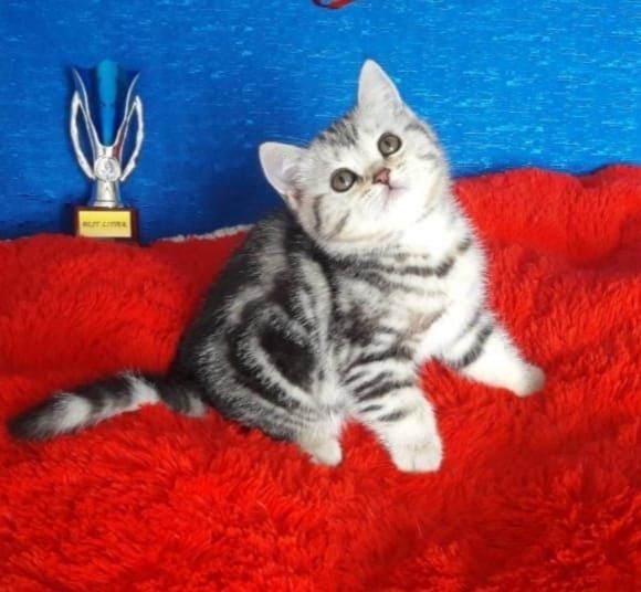 Шотландские котята