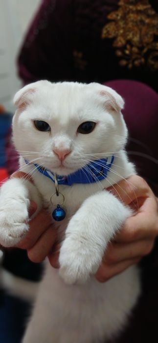 Uy mushugi xoxlaganlarga